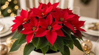 best plants for Christmas 