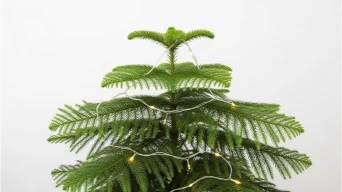 Plants for Christmas