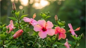can hibiscus plants survive the winter
